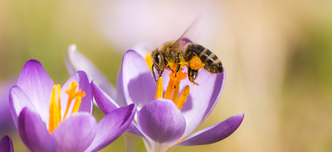 Bi på krokus