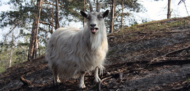 Jämtbock på Torekällberget