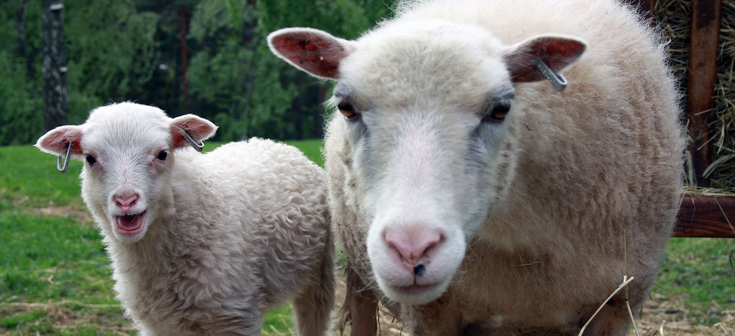 Närbild på ett får med ett lamm brevid