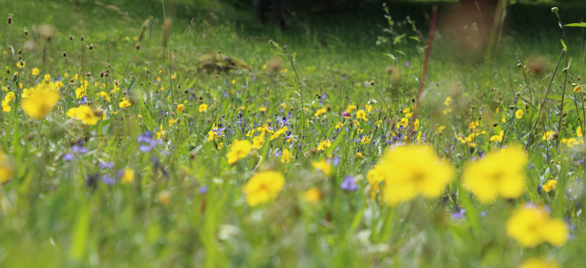 En blommande äng med blommor