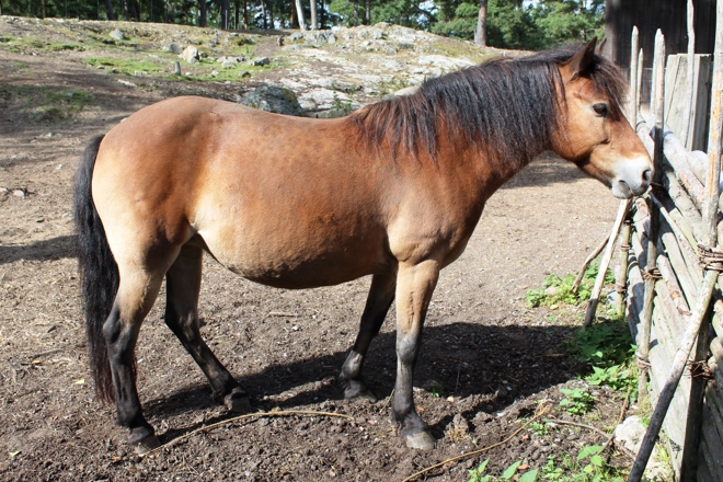 Gotlandsruss på Torekällberget