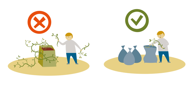 Illustration som beskriver att man inte ska kompostera växtdelar från invasiva växter utan lägga dem i en sopsäck och transportera dem till en avfallsanläggning.