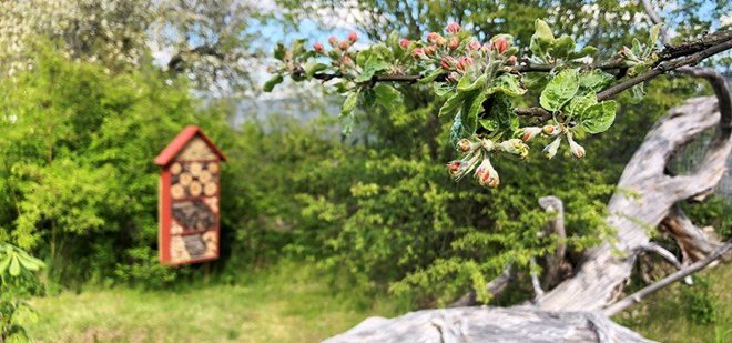 Bild på trädgren i Stinsträdgården i Järna