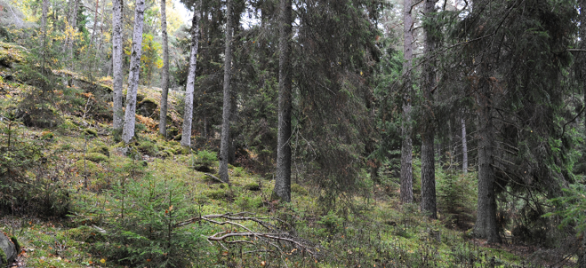 Skog med rikligt av stenar och mossa