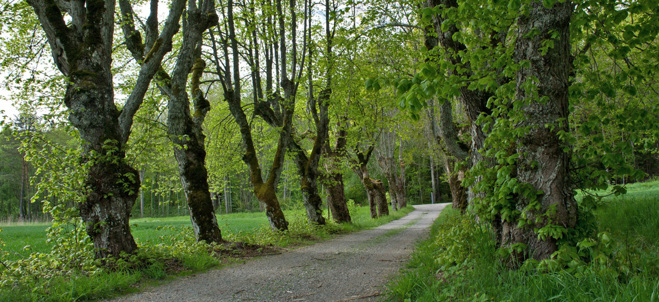 allé i Farstanäs naturreservat