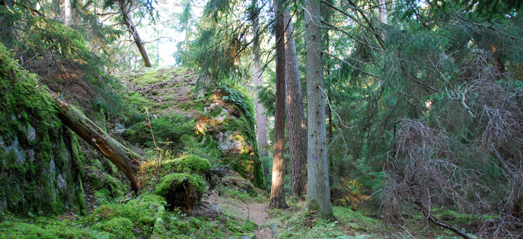 Barrskog med berg och mycket mossa