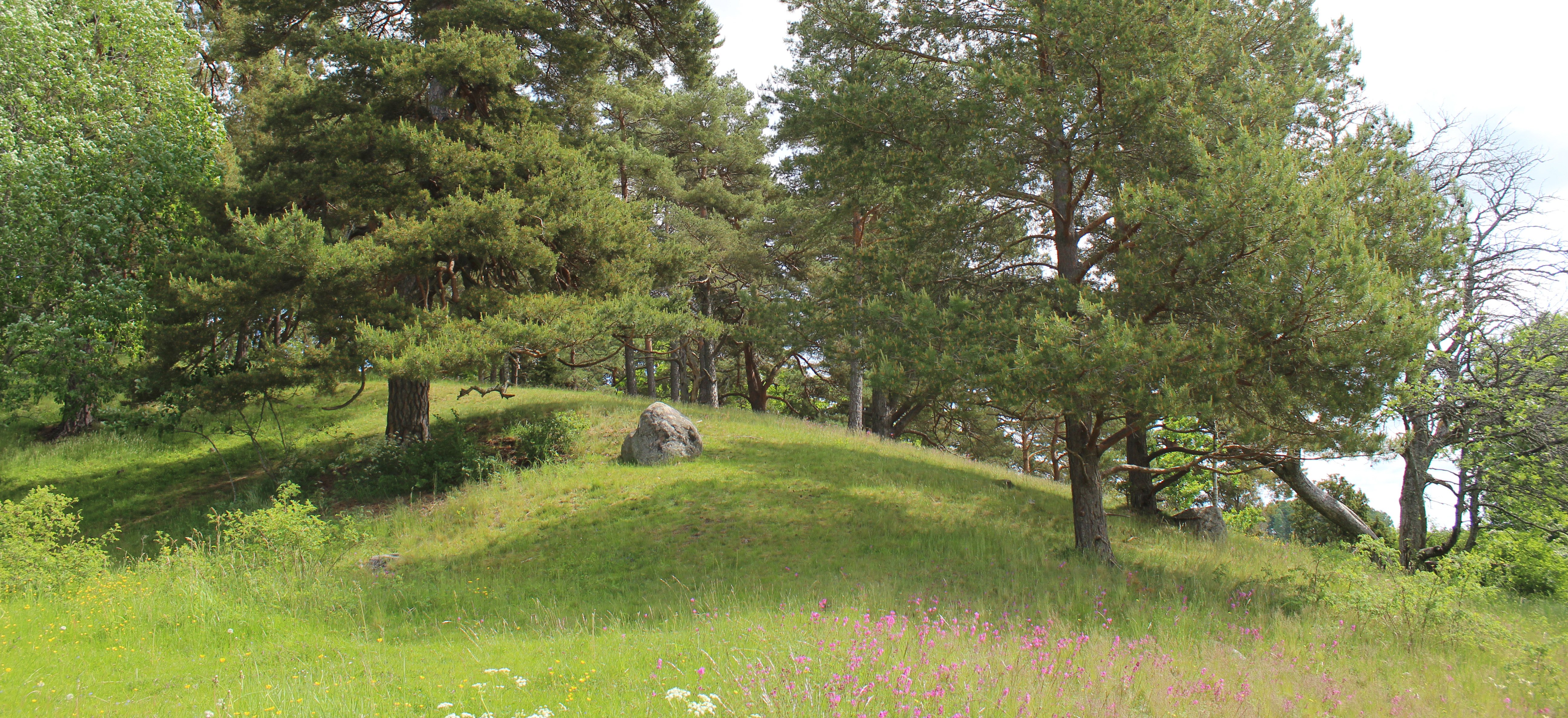 Sommarbild på hagmark